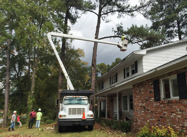 How Our Tree Care Process Works  in  Sellersburg, IN